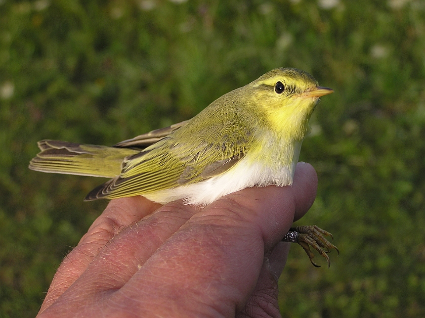 Wood Warbler, Sundre 20050728